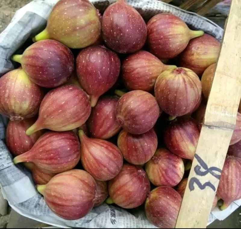 芭劳奈斯特拉新疆早黄金傲芬青皮1年2年杯苗