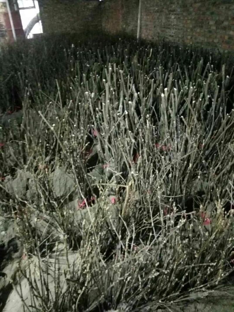 吴茱萸苗50~80cm
