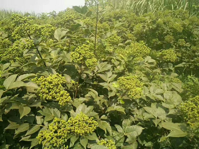 吴茱萸苗50~80cm