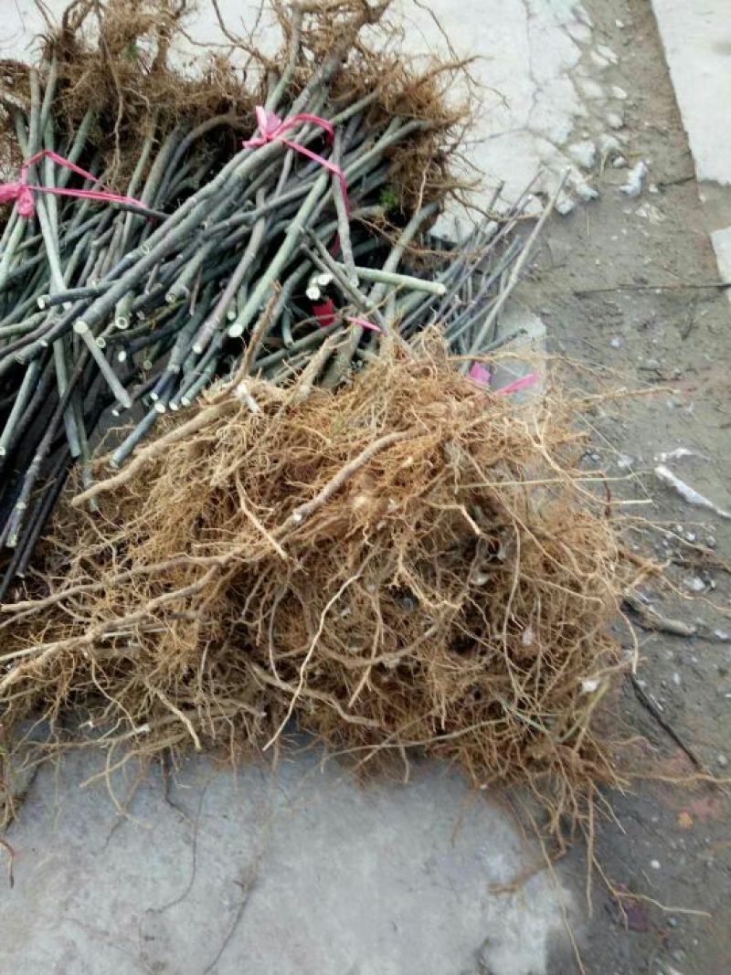 吴茱萸苗50~80cm