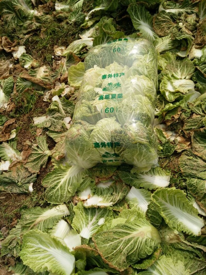 寒美黄大白菜4~6斤净菜