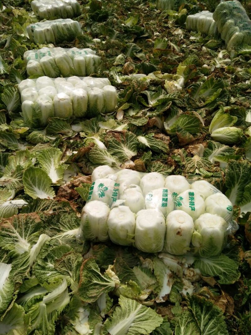 寒美黄大白菜4~6斤净菜