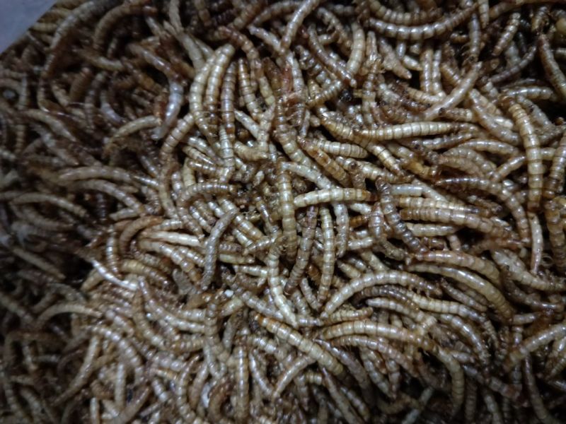 黄粉虫饲料