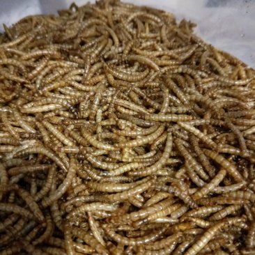 黄粉虫饲料