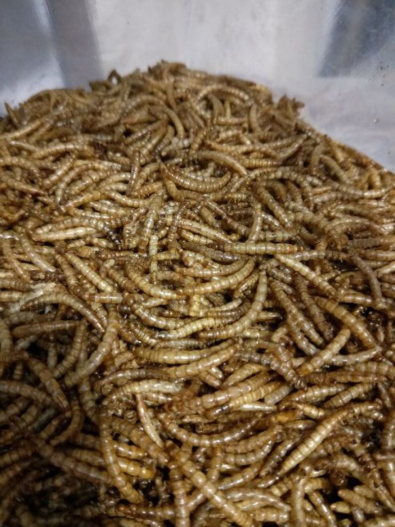 黄粉虫饲料