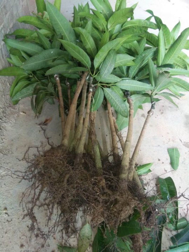 芒果苗1m以下
