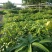 芒果苗1m以下