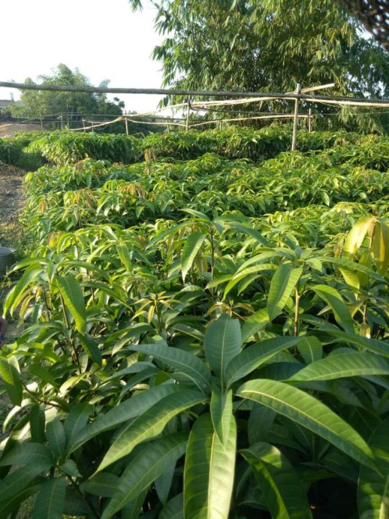芒果苗1m以下