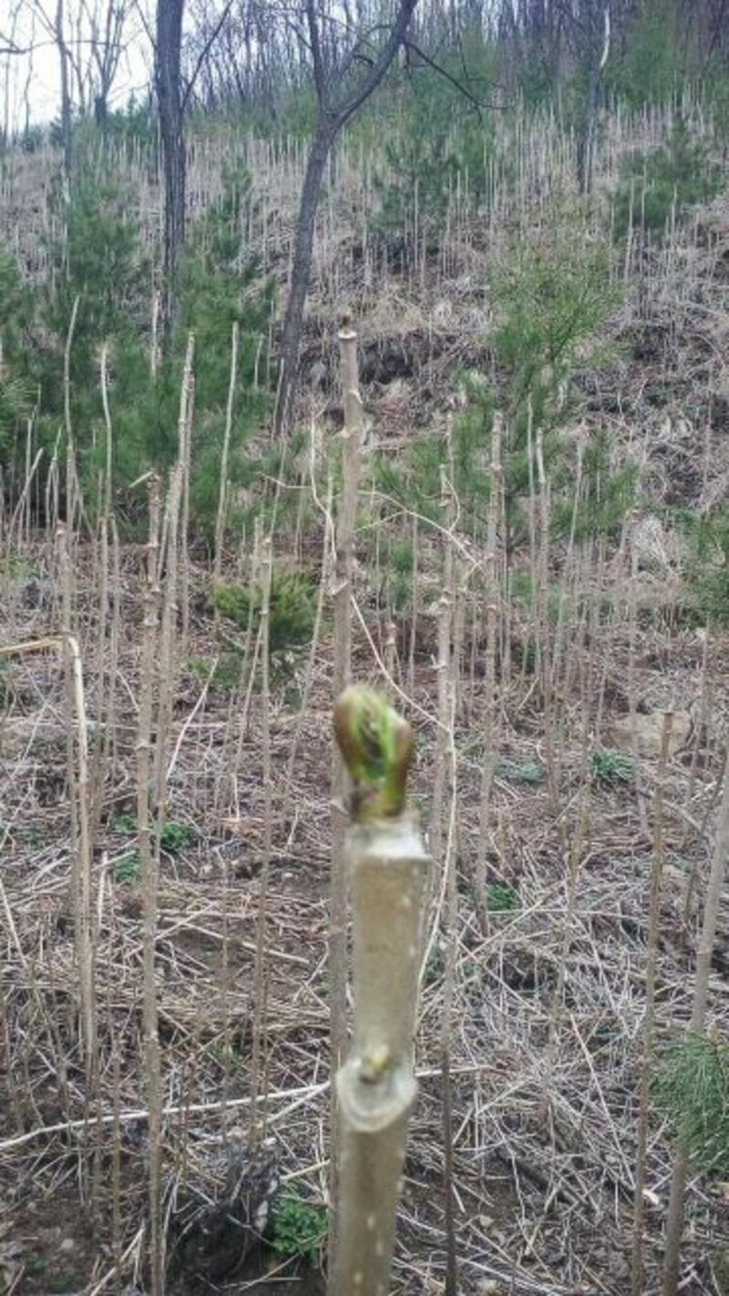 乌龙头树苗刺龙芽苗刺老包乌龙头种子