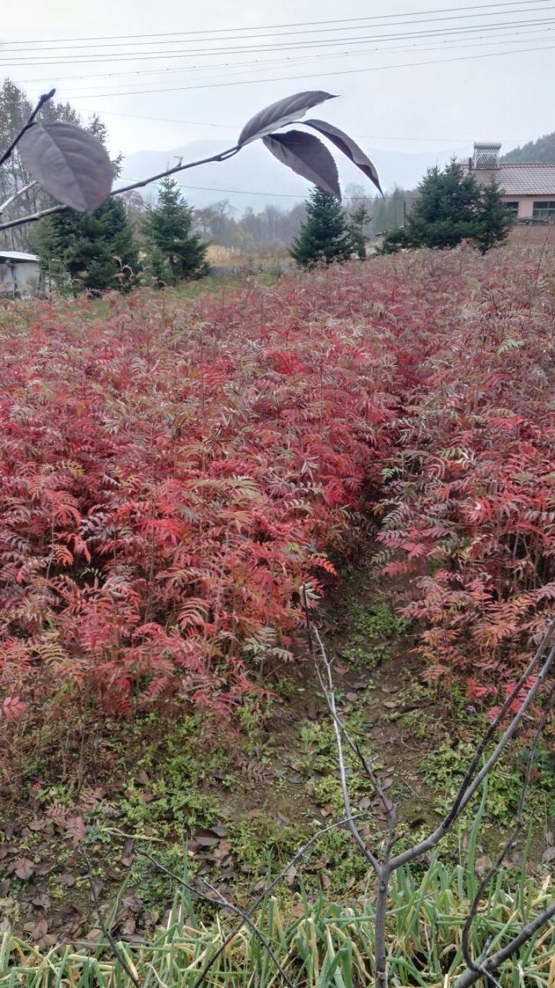 出售各种规格刺嫩芽苗又名乌龙头，刺老包，下单立即起苗发货