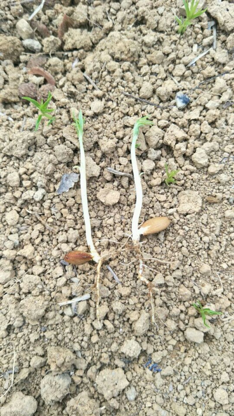 桃树苗30cm以下占木可以嫁接桃，李，