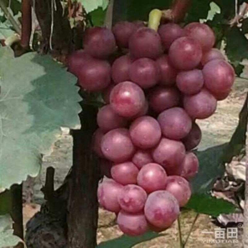河南水晶巨峰葡萄颗粒大颜色好基地直供全国可发