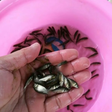 鲫鱼苗中科五号，大量批发，欢迎订购。。。。