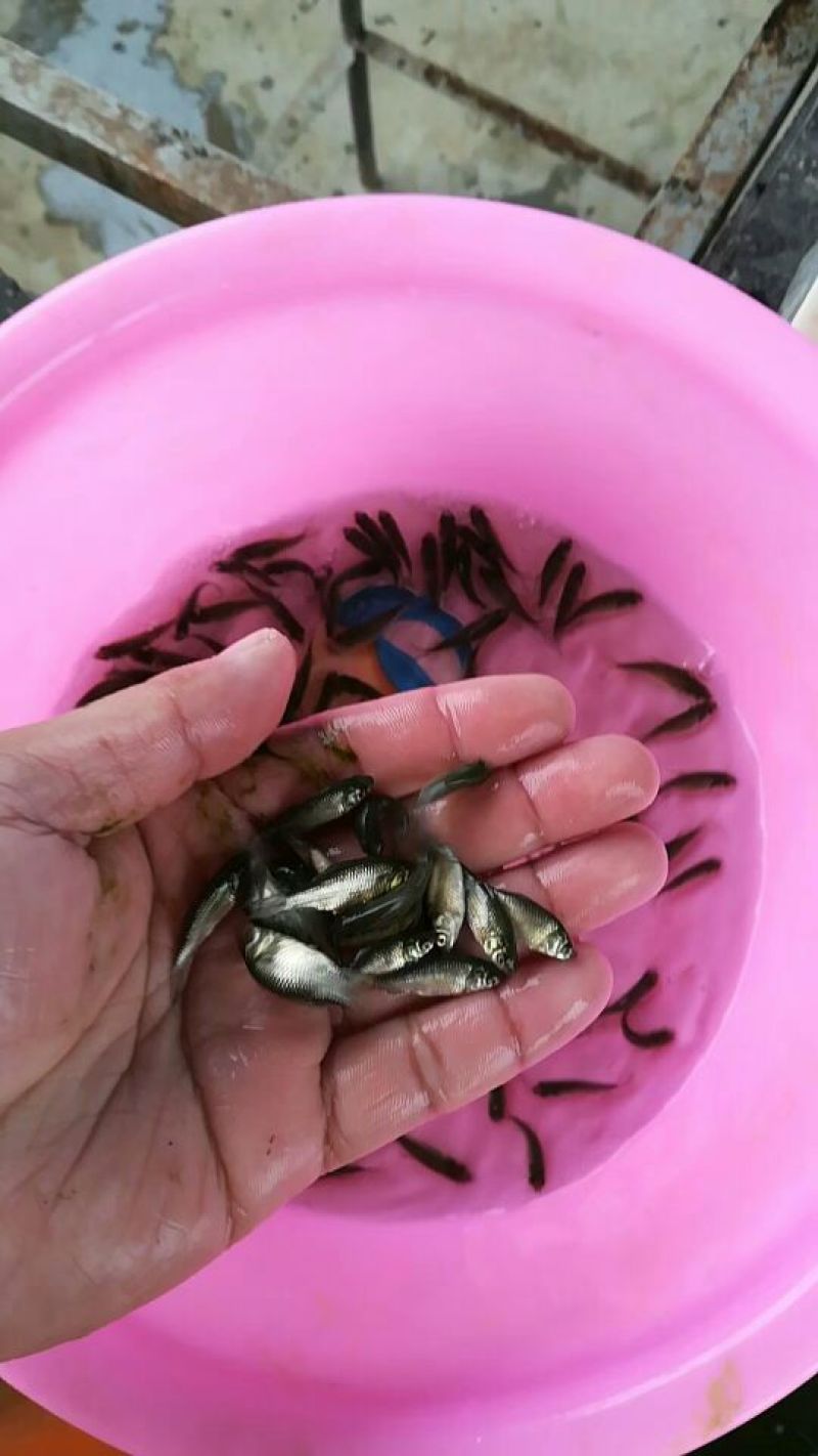鲫鱼苗中科五号，大量批发，欢迎订购。。。。