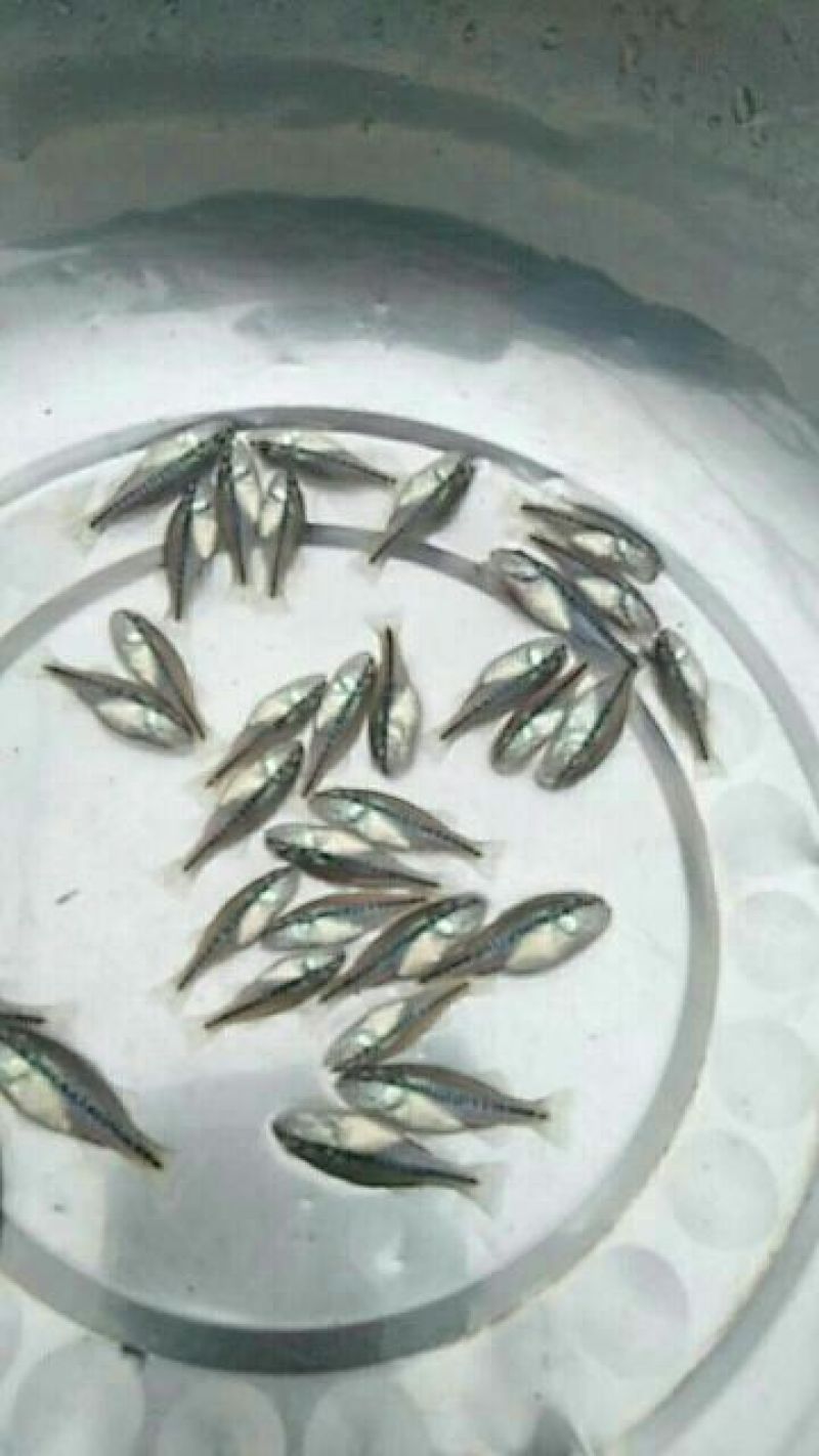 加洲鲈鱼苗，大量批发，欢迎订购。。。。。。