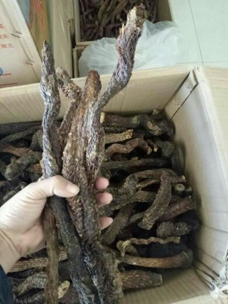 肉苁蓉