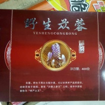 肉苁蓉