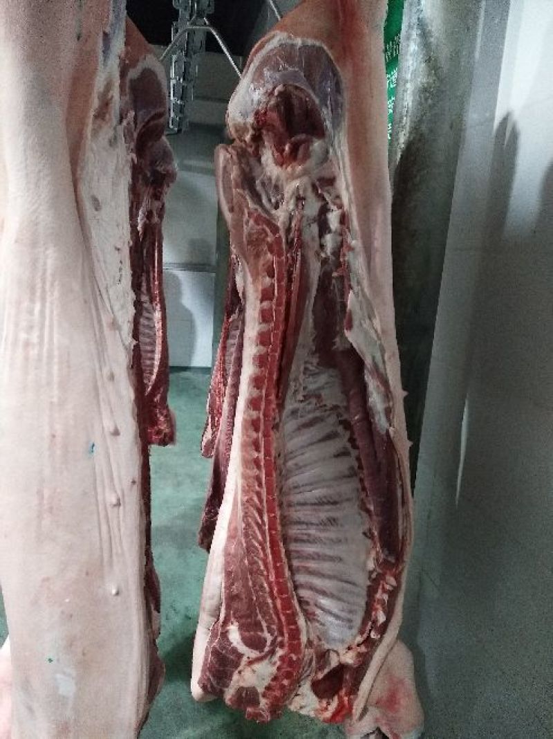 【推荐】精品排骨视频看货诚信经营欢迎咨询