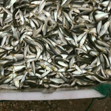鳊鱼鱼苗活鱼10cm以下
