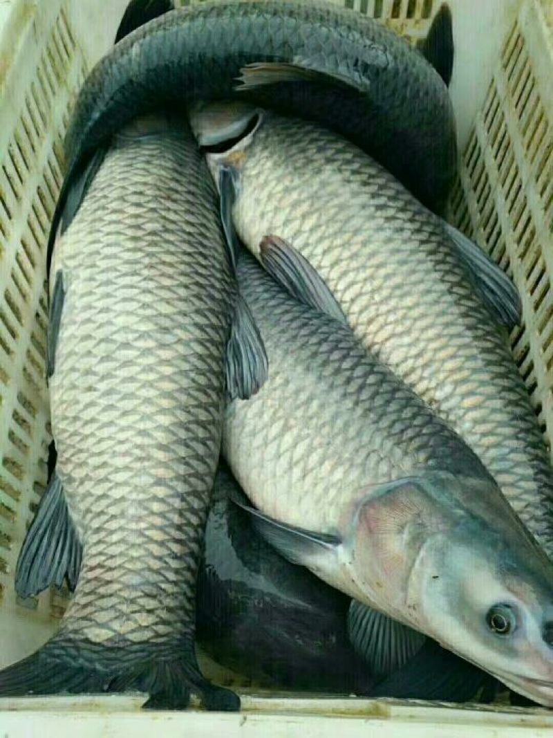 鳊鱼鱼苗活鱼10cm以下
