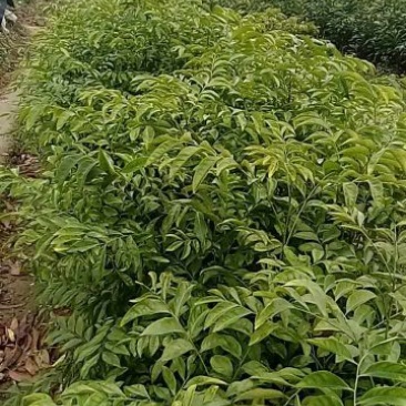 黄皮果苗20~30cmcm
