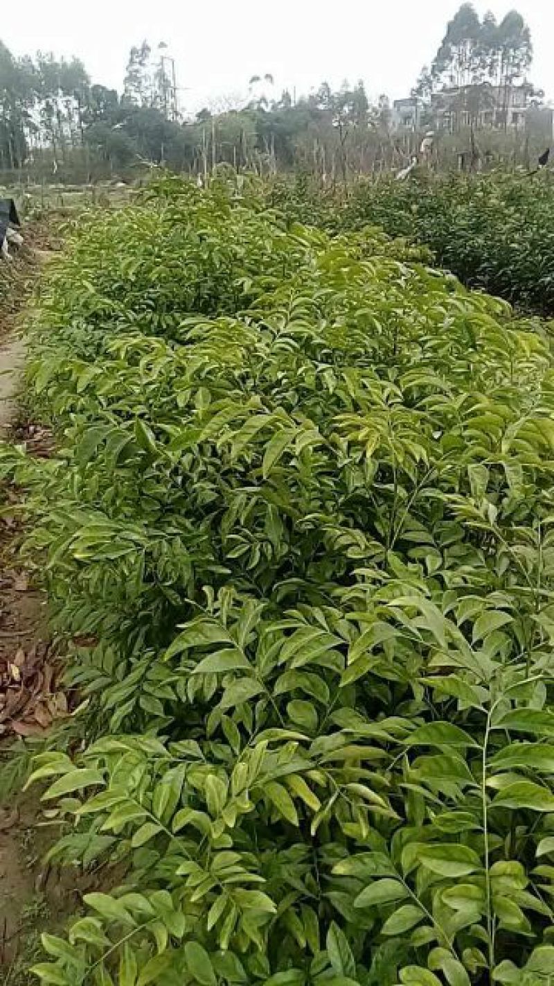 黄皮果苗20~30cmcm