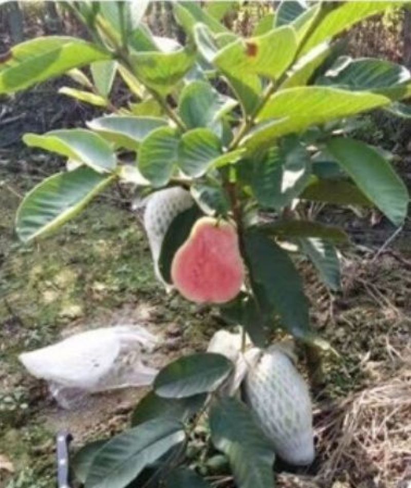 红宝石芭乐苗