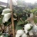 红宝石芭乐苗