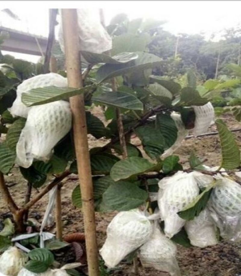 红宝石芭乐苗