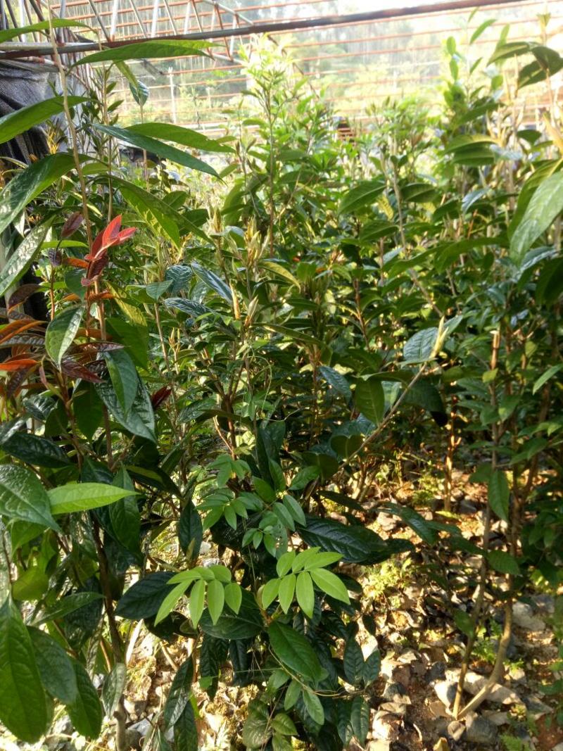 金花茶树苗1~1.5m，有各种各样规格