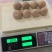 褐蘑菇一级4cm