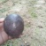 百香果苗10~20cm