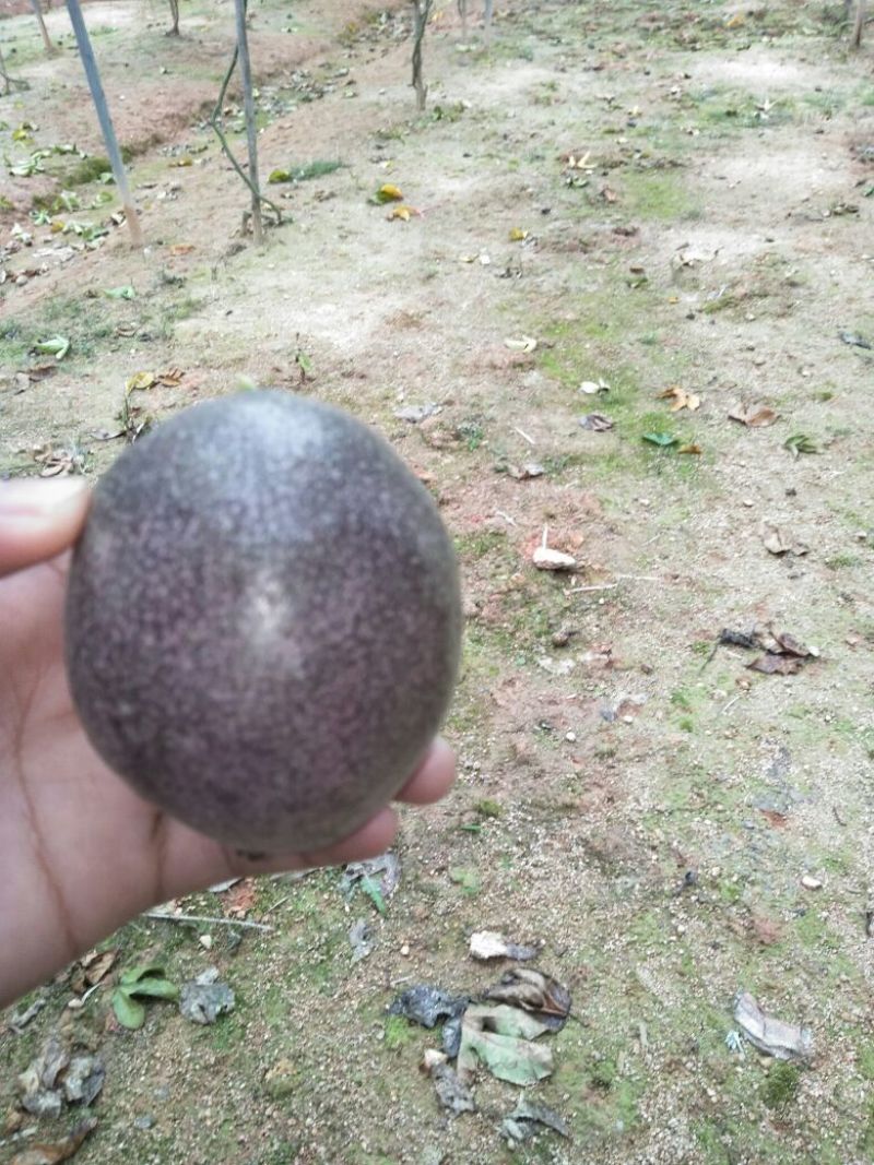 百香果苗10~20cm
