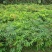 龙眼树苗30~50cm