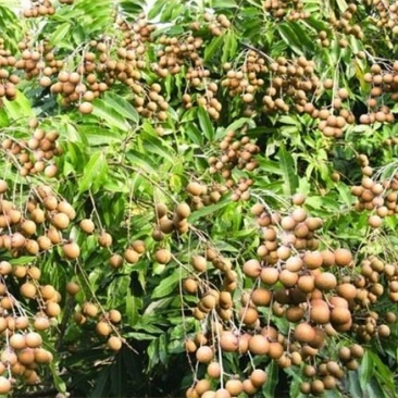 龙眼树苗30~50cm