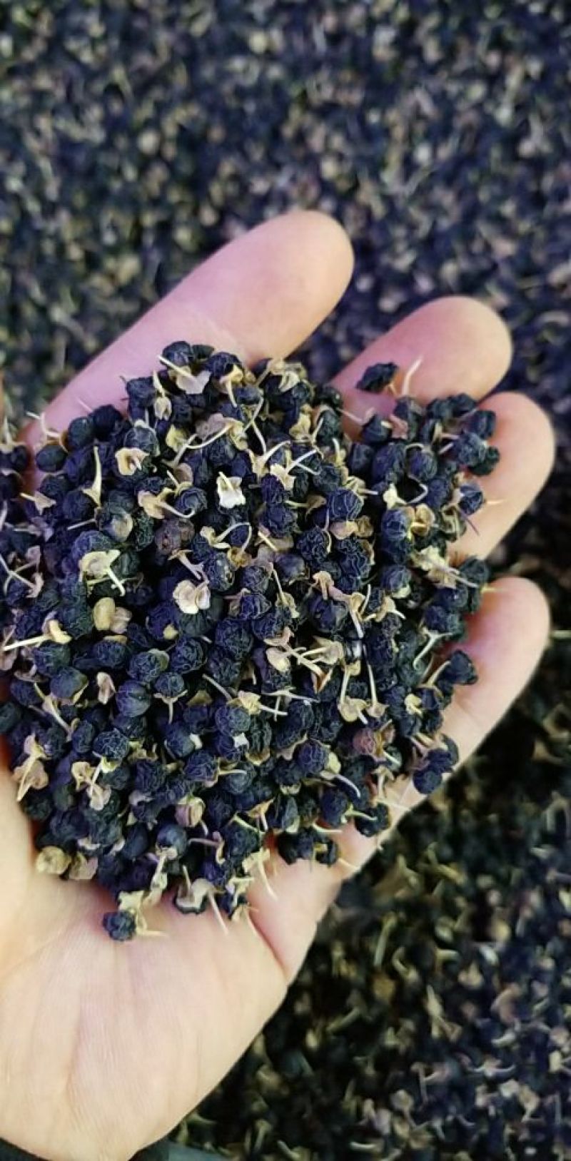 黑枸杞干货头茬