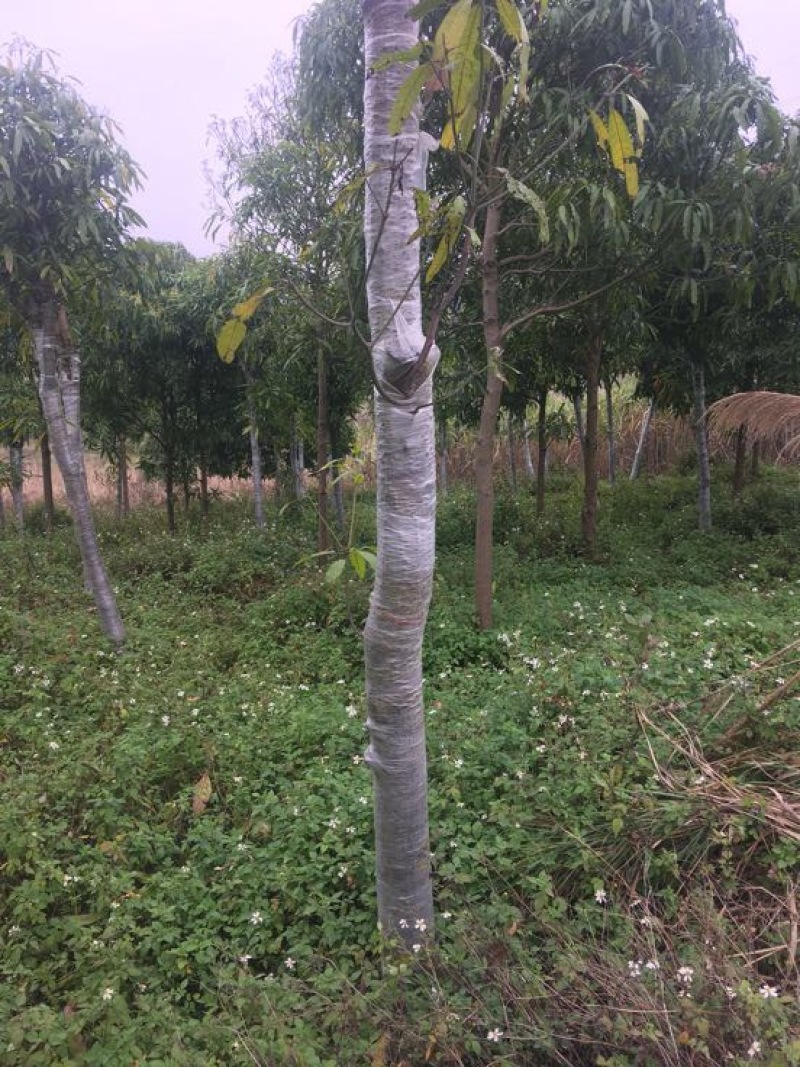 扁桃树12~14cm2.5~3米