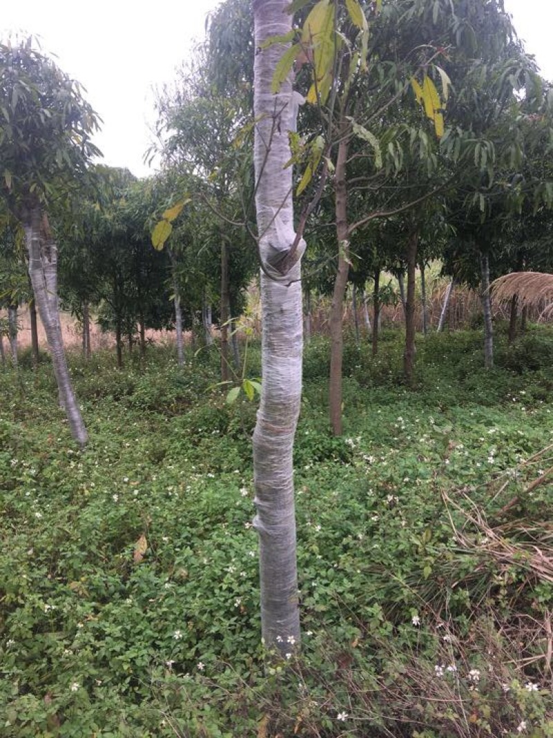 扁桃树12~14cm2.5~3米