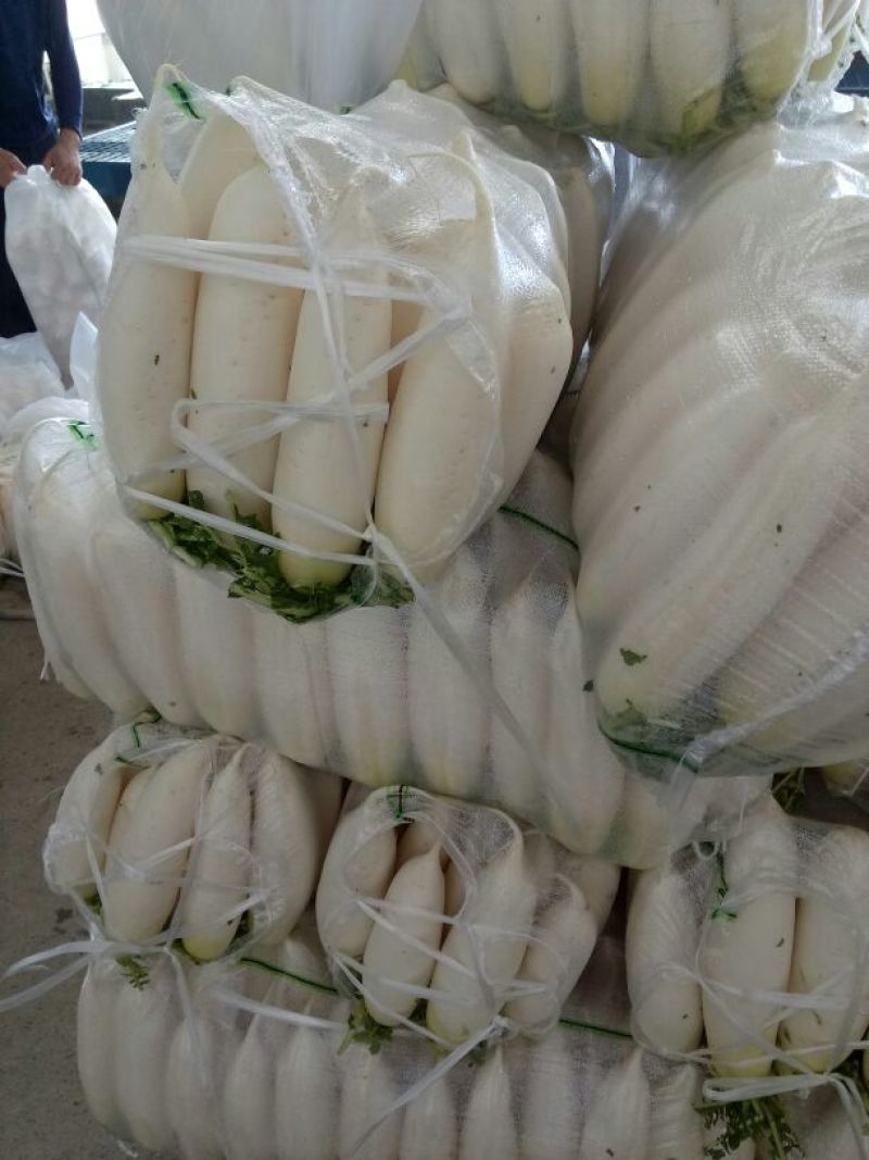 白萝卜1.5~2斤起
