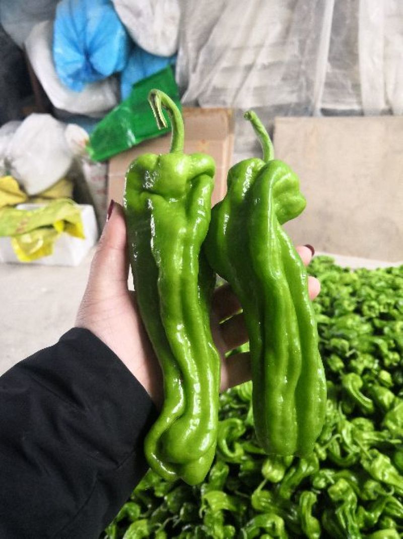 山东薄皮椒芜湖椒10~15厘米青中辣大量上市
