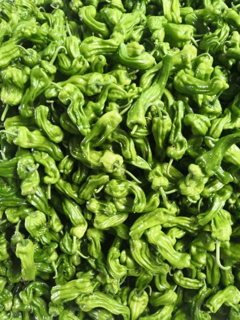 山东薄皮椒芜湖椒10~15厘米青中辣大量上市
