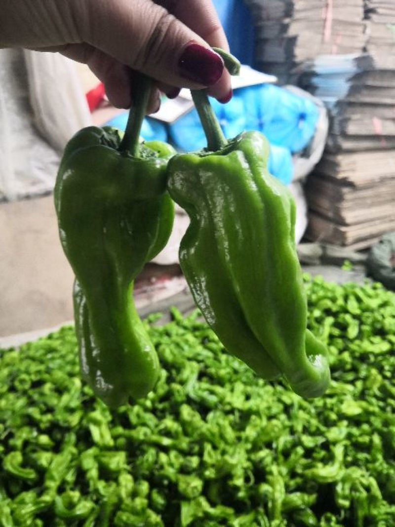 山东薄皮椒芜湖椒10~15厘米青中辣大量上市