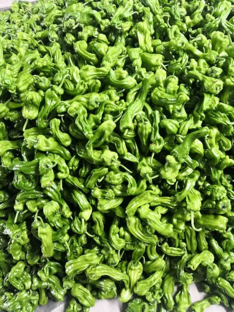 山东薄皮椒芜湖椒10~15厘米青中辣大量上市