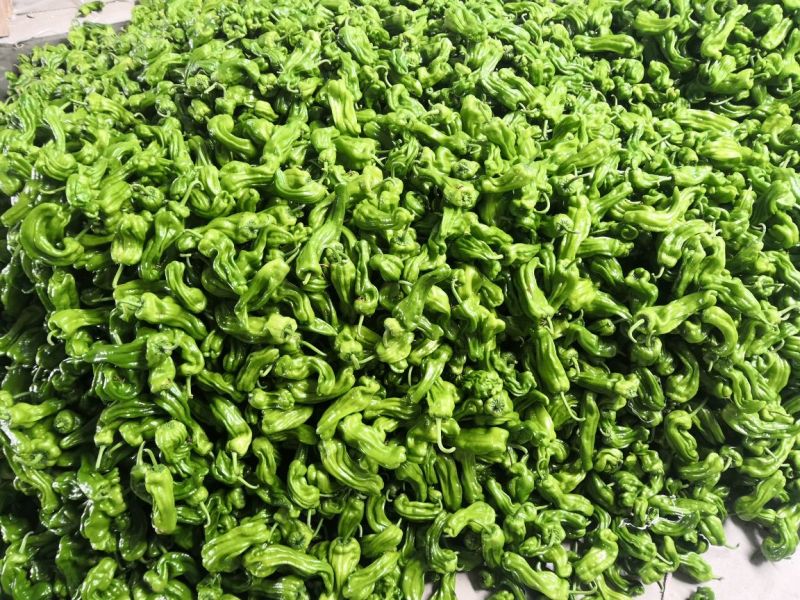 山东薄皮椒芜湖椒10~15厘米青中辣大量上市