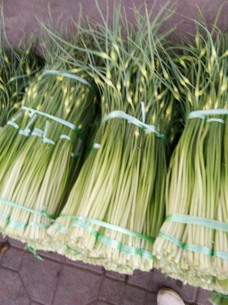 蒜薹通货50~60cm