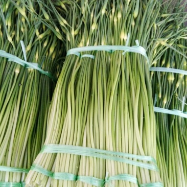 蒜薹通货50~60cm