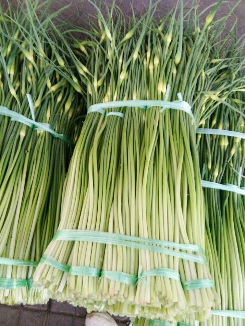 蒜薹通货50~60cm