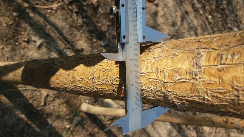 国槐8cm1~2米