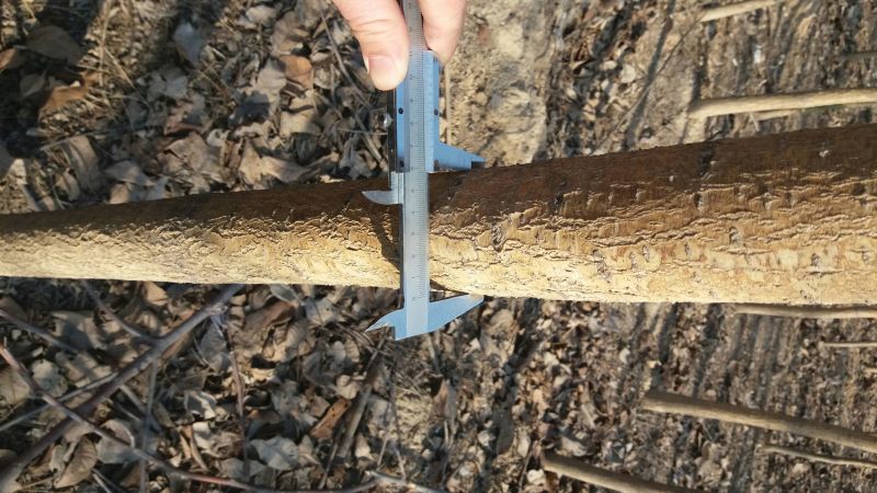 国槐8cm1~2米