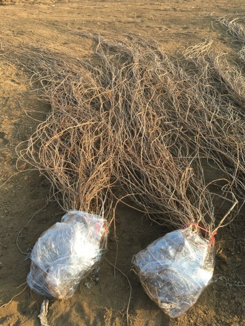 三叶爬山虎1cm以下1米以下